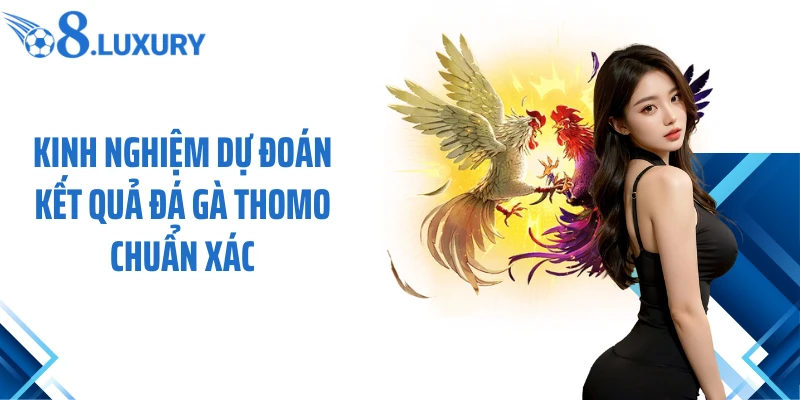 Đá Gà Thomo O8 - Trải Nghiệm Cá Cược Hấp Dẫn Đỉnh Cao 4 Kinh nghiệm dự đoán kết quả đá gà Thomo chuẩn xác