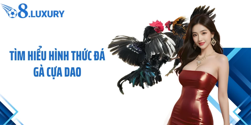 Đá Gà Cựa Dao O8 - Trải Nghiệm Cá Cược Hấp Dẫn Nhất 2026 2 Tìm hiểu hình thức đá gà cựa dao