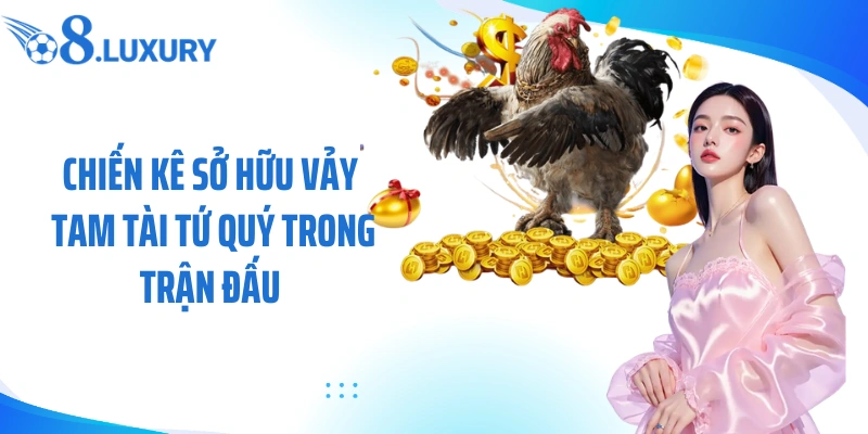 Chiến kê sở hữu vảy tam tài tứ quý trong trận đấu