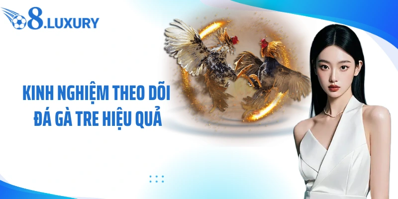 Đá Gà Tre - Hình Thức Cá Cược Đấu Kê Đầy Hấp Dẫn Cùng O8 4 Kinh nghiệm theo dõi đá gà tre hiệu quả